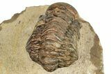 Bargain, Crotalocephalina Trilobite - Foum Zguid, Morocco #250070-5